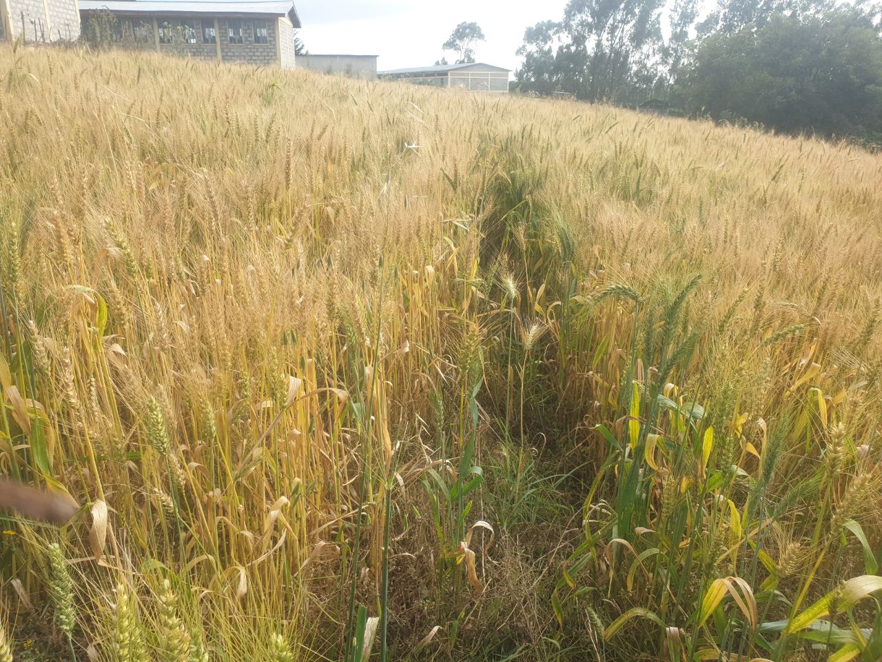 Misooma Kolleejjichaa